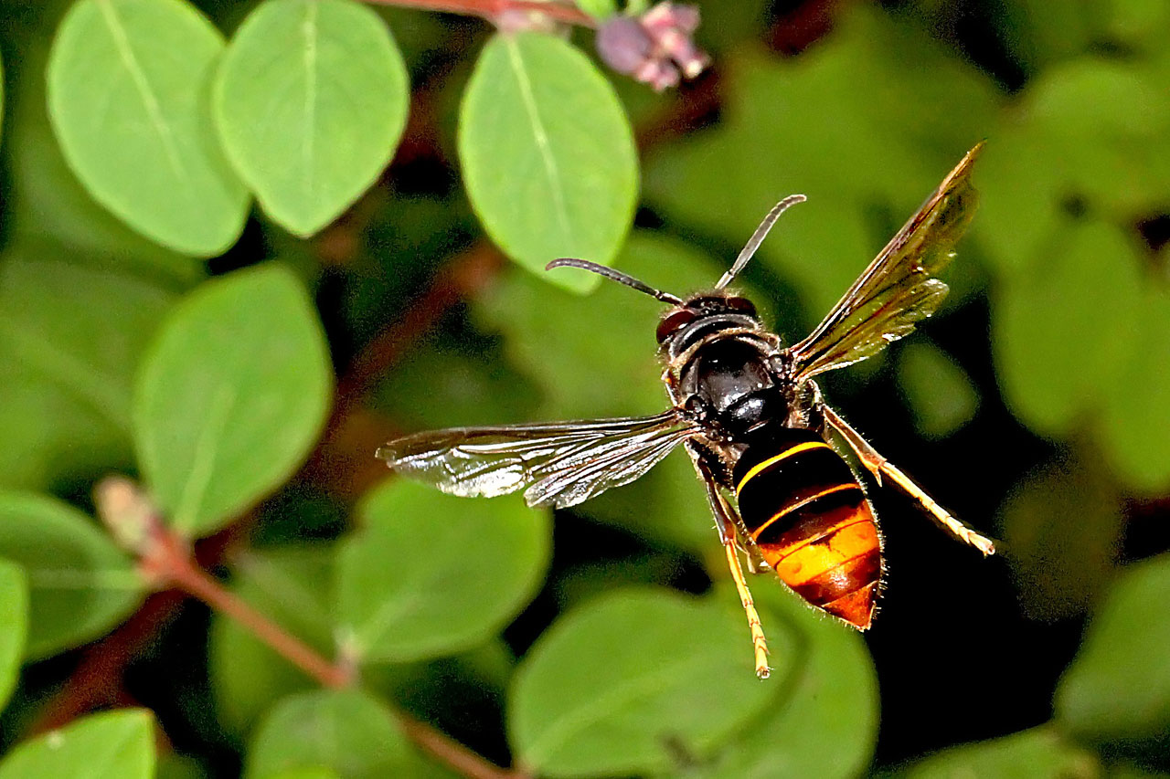 Vespa velutina